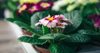 Brazilian gloxinia (Sinningia speciosa) plant