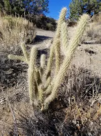 Gander's buckhorn cholla