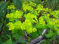 Many-branched Spurge (Euphorbia paniculata) plant