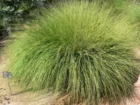 deergrass