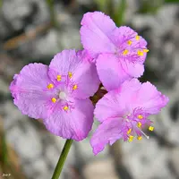 Florida scrub roseling