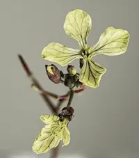 wild radish (Raphanus raphanistrum) plant