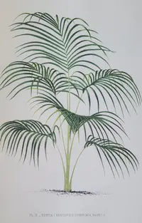 Chambeyronia divaricata