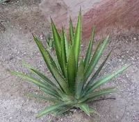 lechuguilla