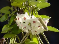 Hoya