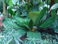 Bird's Nest Anthurium