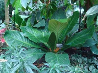 Bird's Nest Anthurium (Anthurium hookeri) plant