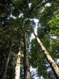 Gomortega