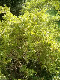littleleaf boxwood