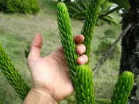 Rule araucaria