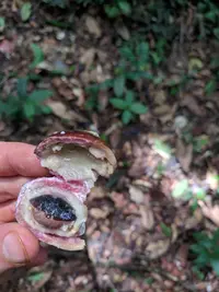 Pouteria reticulata