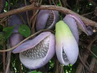 chocolate vine