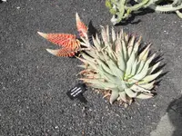kraal aloe