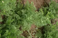 Anacyclus radiatus (Anacyclus radiatus) plant