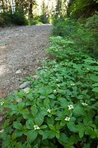 bunchberry (Cornus canadensis) plant