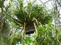 Grammatophyllum speciosum indoor