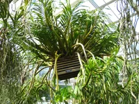 Grammatophyllum speciosum indoor