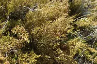 pygmy pine
