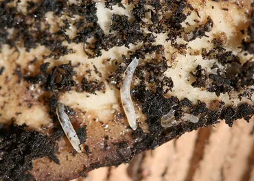Fungus Gnat Larvae