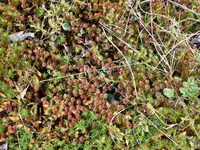 atrichum moss