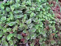 Turtle Vine plant