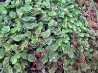 Turtle Vine plant