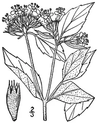hoary mountainmint (Pycnanthemum incanum) plant