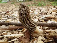 Landscaping Black Morel