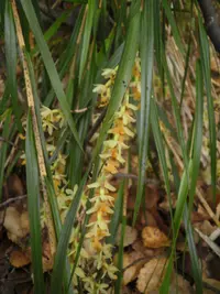 New Zealand Bamboo Orchid (Earina mucronata) plant