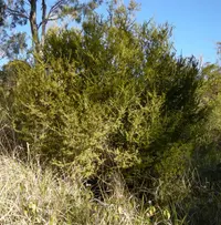 Wallaby Apple
