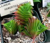 Robust Haworthia