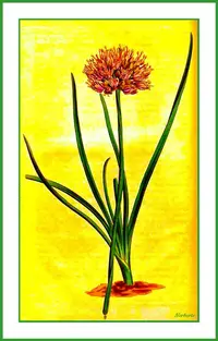 mouse garlic
