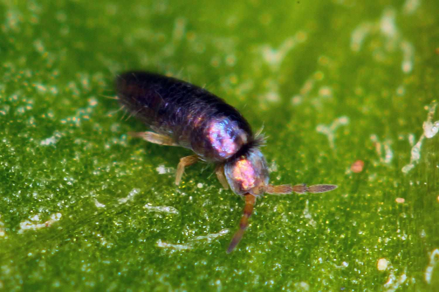 Tiny Black Bug