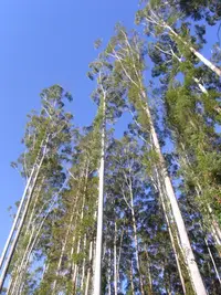 grand eucalyptus (Eucalyptus grandis) plant
