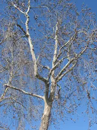 California sycamore