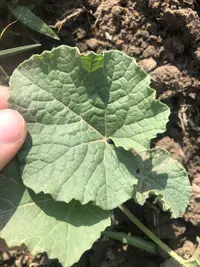 ulcardo melon (Cucumis melo var. agrestis) plant
