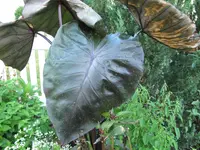 Elephant Ear