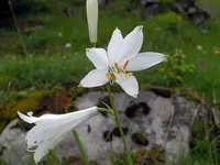 St Bruno's Lily (Paradisea liliastrum) plant