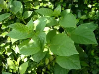 Deadly Nightshade