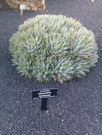 Leafy Haworthia (Haworthia herbacea) plant