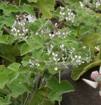 Peppermint-scented geranium