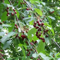 wild cherry (Prunus avium) plant