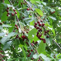 wild cherry (Prunus avium) plant