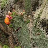 Opuntia soederstromiana (Opuntia soederstromiana) plant