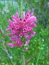 whorled heath