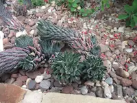 Haworthiopsis reinwardtii