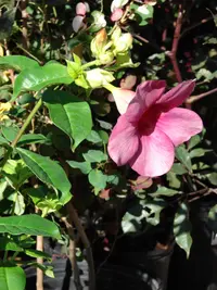 purple allamanda