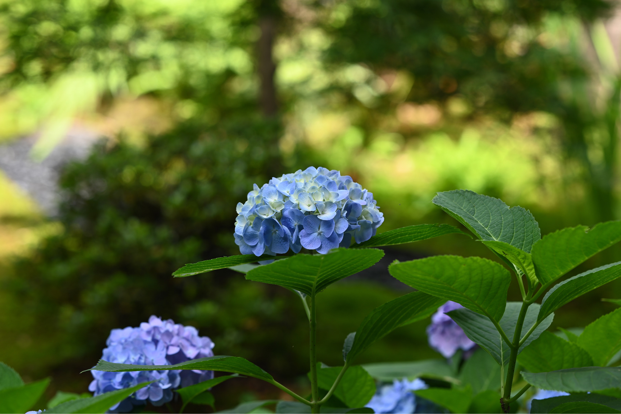 Plant flowers