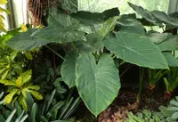 Hardy Elephant's Ear (Alocasia wentii) plant