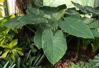 Hardy Elephant's Ear (Alocasia wentii) plant